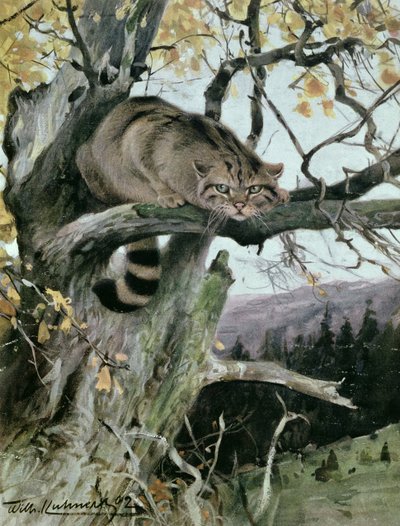 Gato montés en un árbol, 1902 de Wilhelm Kuhnert